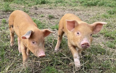 Piglets Woodhouse Farm