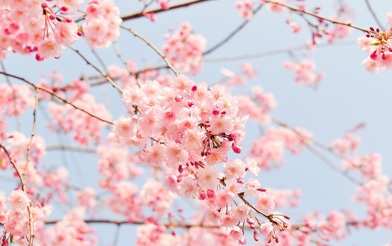 Cherry blossom tree spring