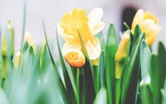 Spring Disco at Enderby Civic Centre